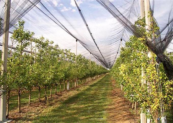 UVbehandlungs-Antihagel-Masche, Obstgarten unter Verwendung der Garten-Schutz-Filetarbeit