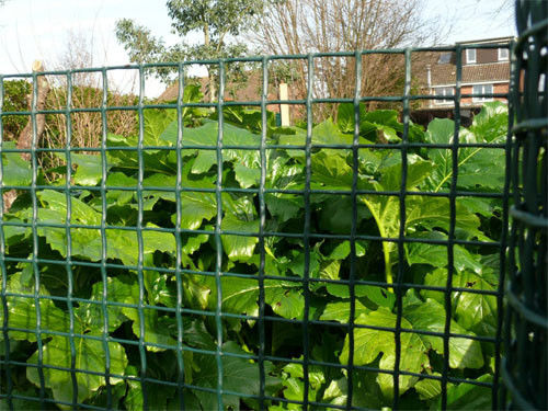 Dunkelgrüner Plastikgarten Zaun gestricktes HDPE mit beständiger 20*20mm UVmasche